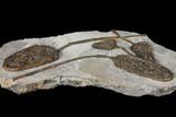 Rarely Seen Plate Of Cupressocrinites Crinoids - Morocco #130625-3
